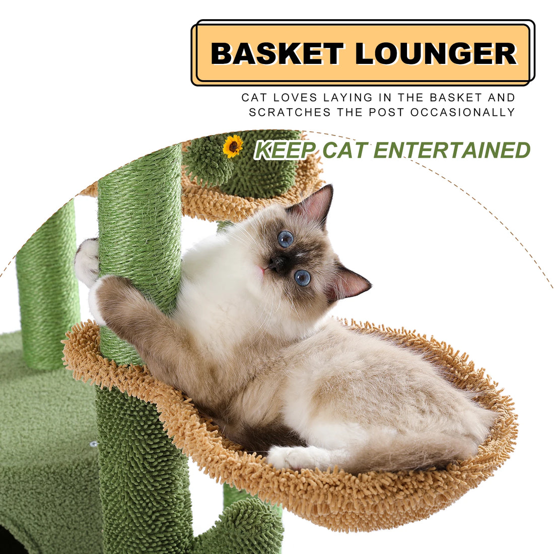 Ragdoll aux yeux bleus lové dans le panier beige, une patte accrochée au poteau en sisal du cactus