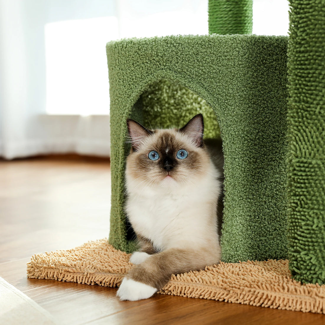 Gros plan sur la niche cocon verte en bouclette, un chat ragdoll aux yeux bleus couché à l'entrée sur le tapis beige