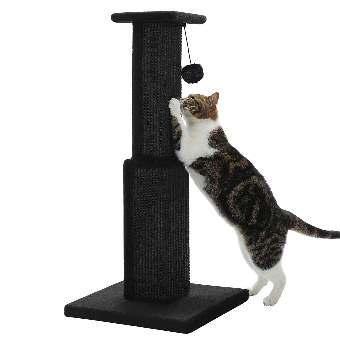 Griffoir noir à colonne en sisal et pompon noir, chat tigré brun et blanc s'étirant contre lui, fond blanc