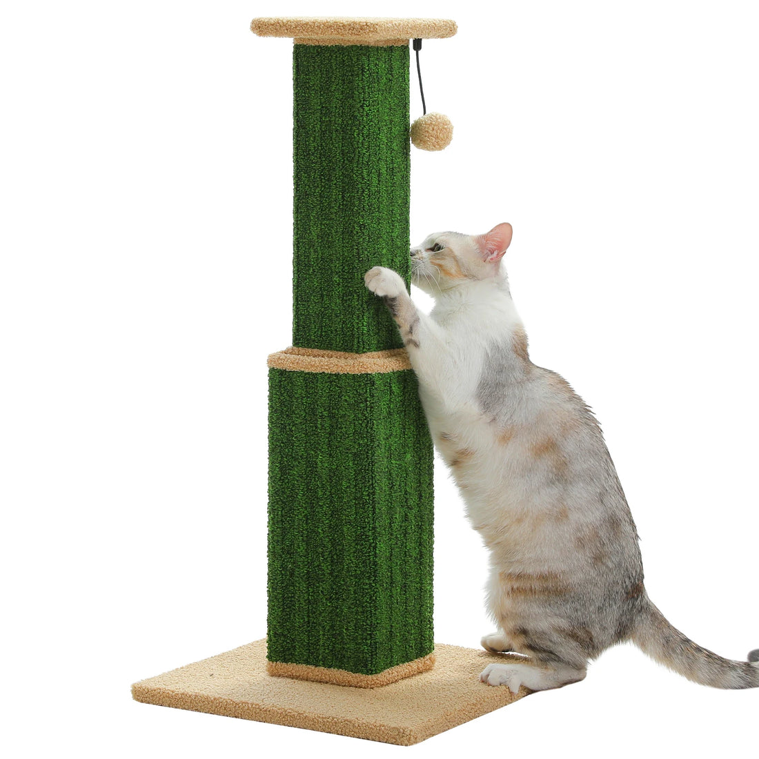 Griffoir vert à revêtement moquette et socle beige, chat blanc et beige debout qui griffe, fond blanc