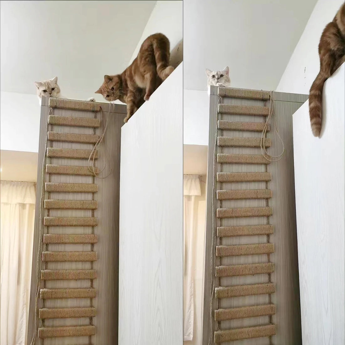 Deux chats, un roux et un crème, sur une armoire haute au-dessus d'une échelle murale à barreaux de corde