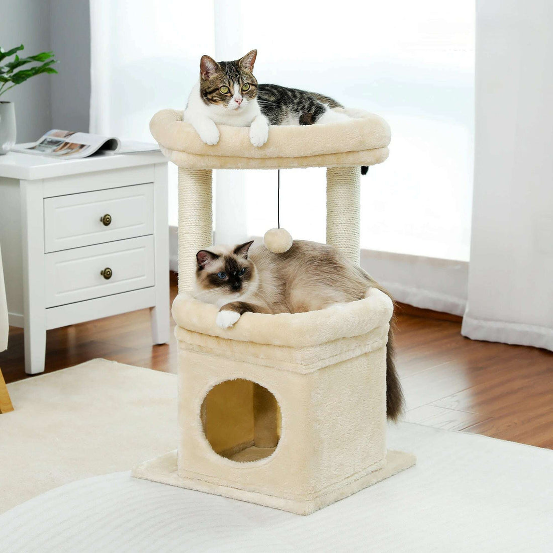 Petit arbre à chat beige dans un salon, chat tigré en haut et ragdoll couché dans le panier