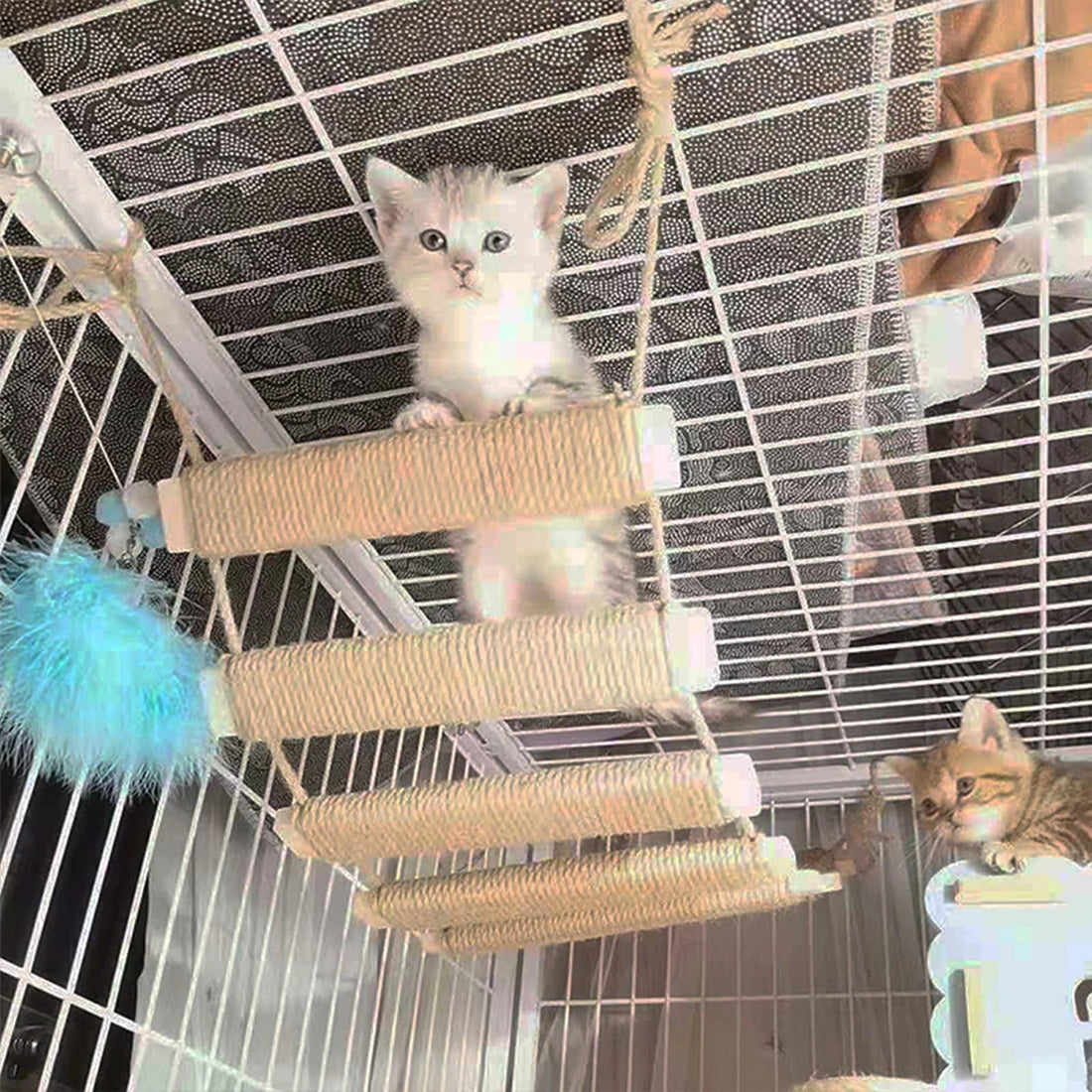 Chaton blanc aux yeux bleus grimpant sur un pont à barreaux enroulés de corde, fixé à une cage grillagée