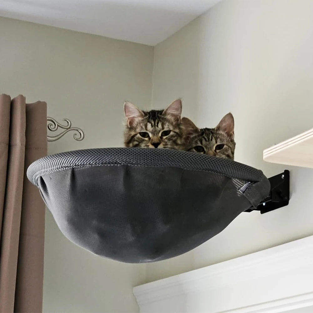 Deux chats tigrés qui lorgnent hors d'un hamac gris en maille, fixé en hauteur près d'un rideau