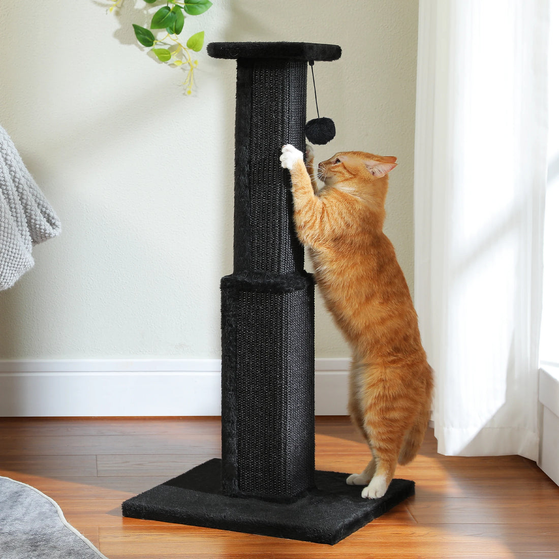 Chat roux dressé sur ses pattes arrière griffant un griffoir noir en sisal dans un salon lumineux