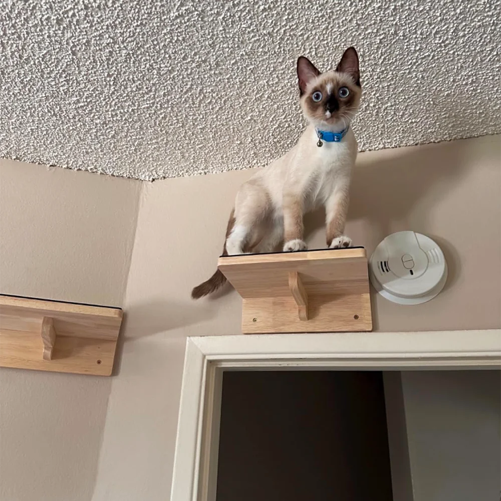 Chaton siamois à collier bleu perché sur une marche murale en bois au-dessus d'une porte, près du plafond