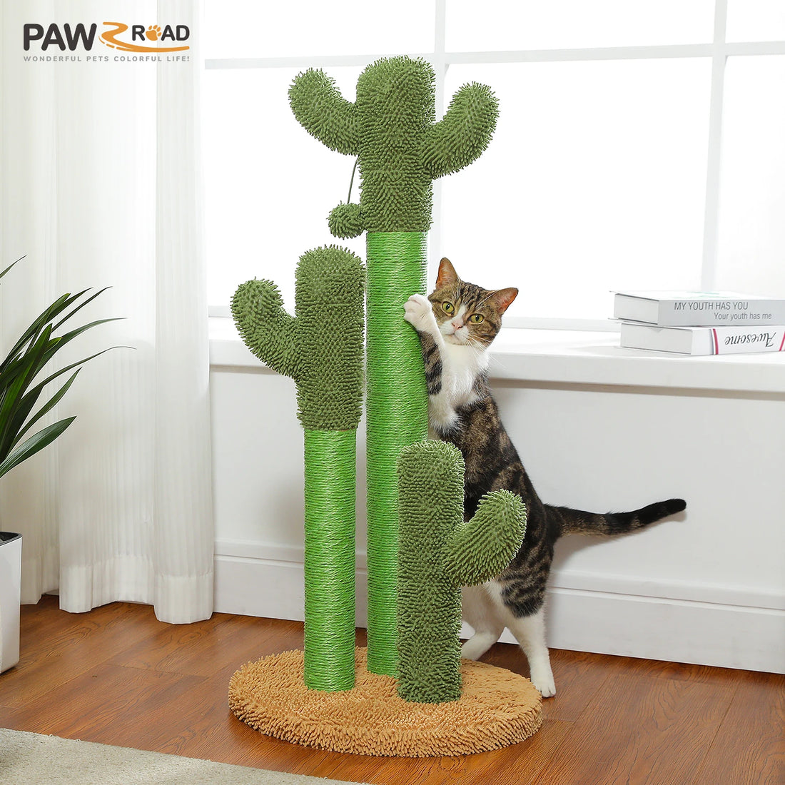 Chat tigré et blanc griffant un poteau sisal de l'arbre à chat cactus, parquet et rideaux blancs en fond