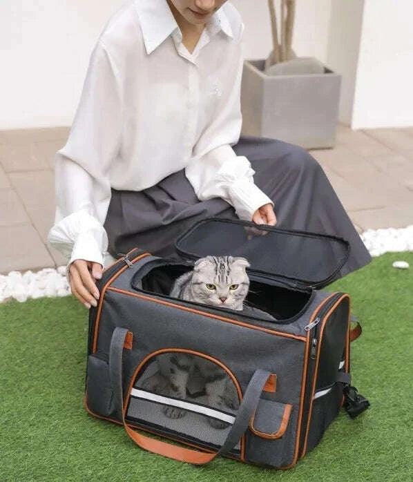 Chat Scottish Fold gris tigré sortant la tête d'un sac de transport gris ouvert, près d'une femme assise sur l'herbe