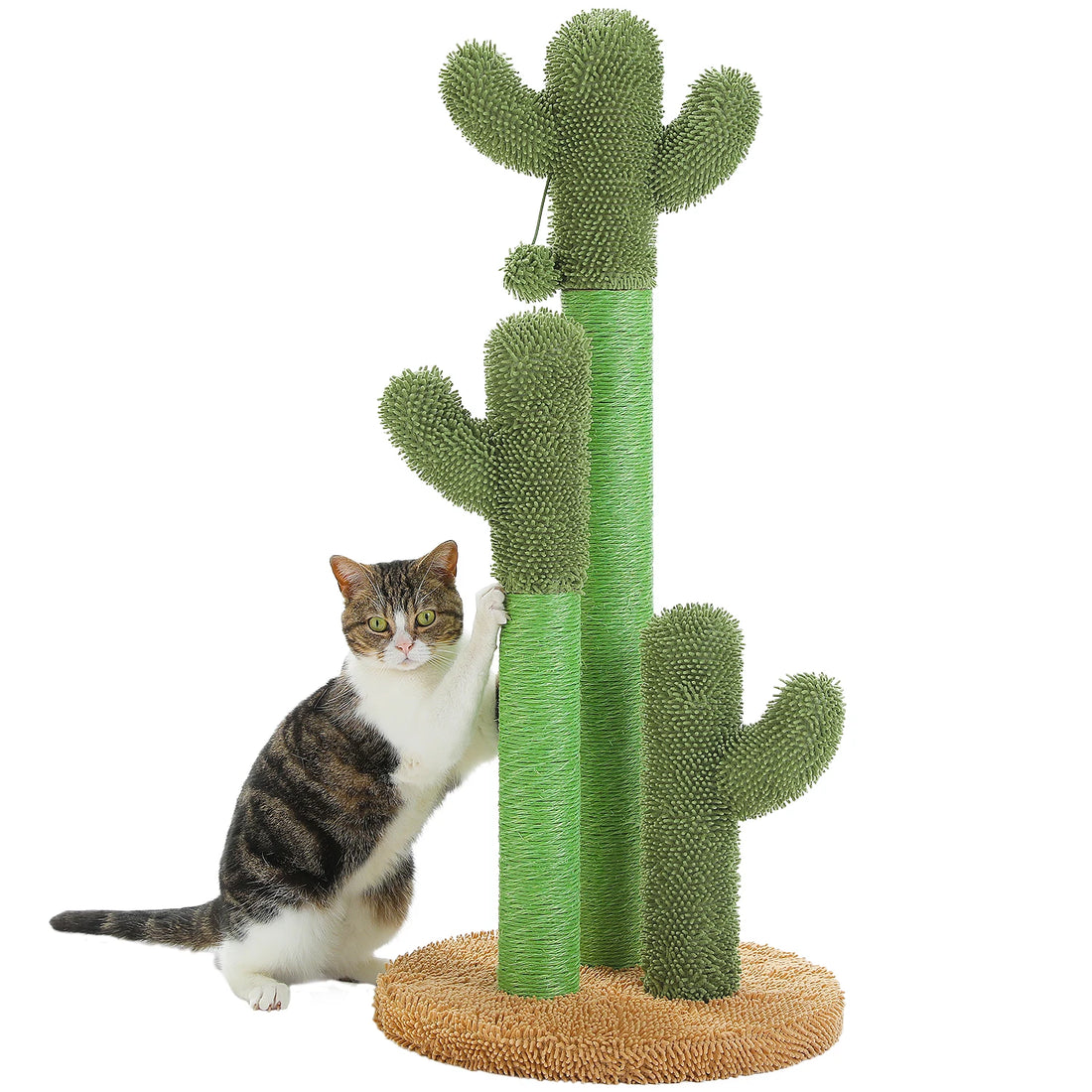 Chat tigré et blanc assis, une patte sur le poteau bas d'un arbre à chat cactus à base ronde orange