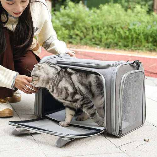 Chat tigré gris sortant d'un sac de transport gris ouvert, une femme lui tend la main dehors
