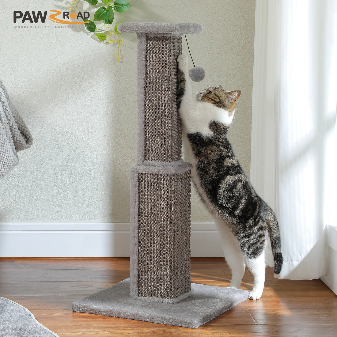 Chat tigré et blanc debout sur ses pattes arrière contre un griffoir gris en sisal, rideau blanc et parquet