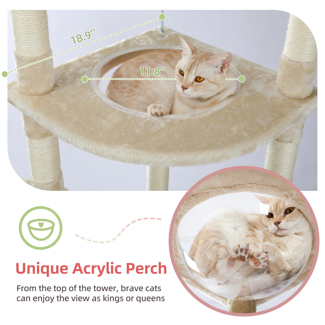 Chat crème et roux couché dans le hublot acrylique transparent d'une plateforme d'angle beige, cotes 18,9 et 11