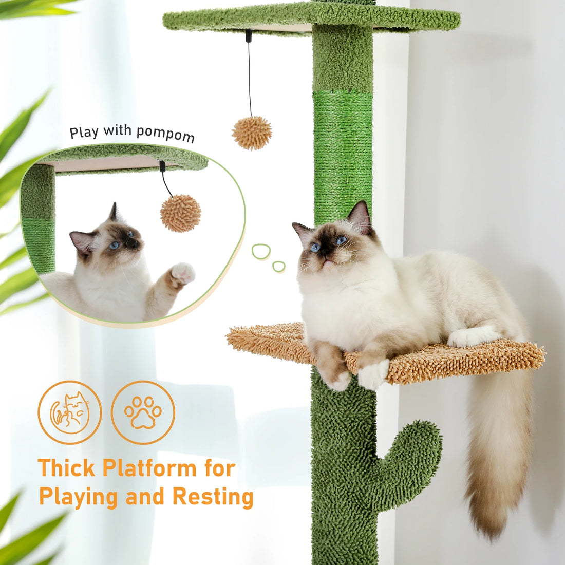 Gros plan sur une plateforme beige et le pompon suspendu d'un arbre à chat cactus, chat aux yeux bleus qui l'observe