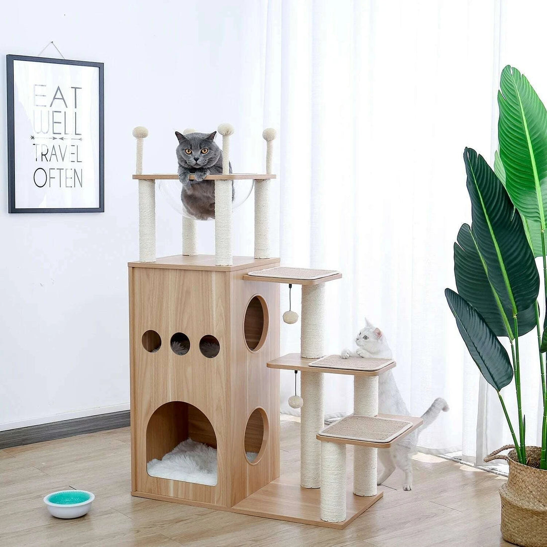 Chat gris installé dans la bulle transparente d'un arbre à chat en bois, chat blanc sur les marches en sisal