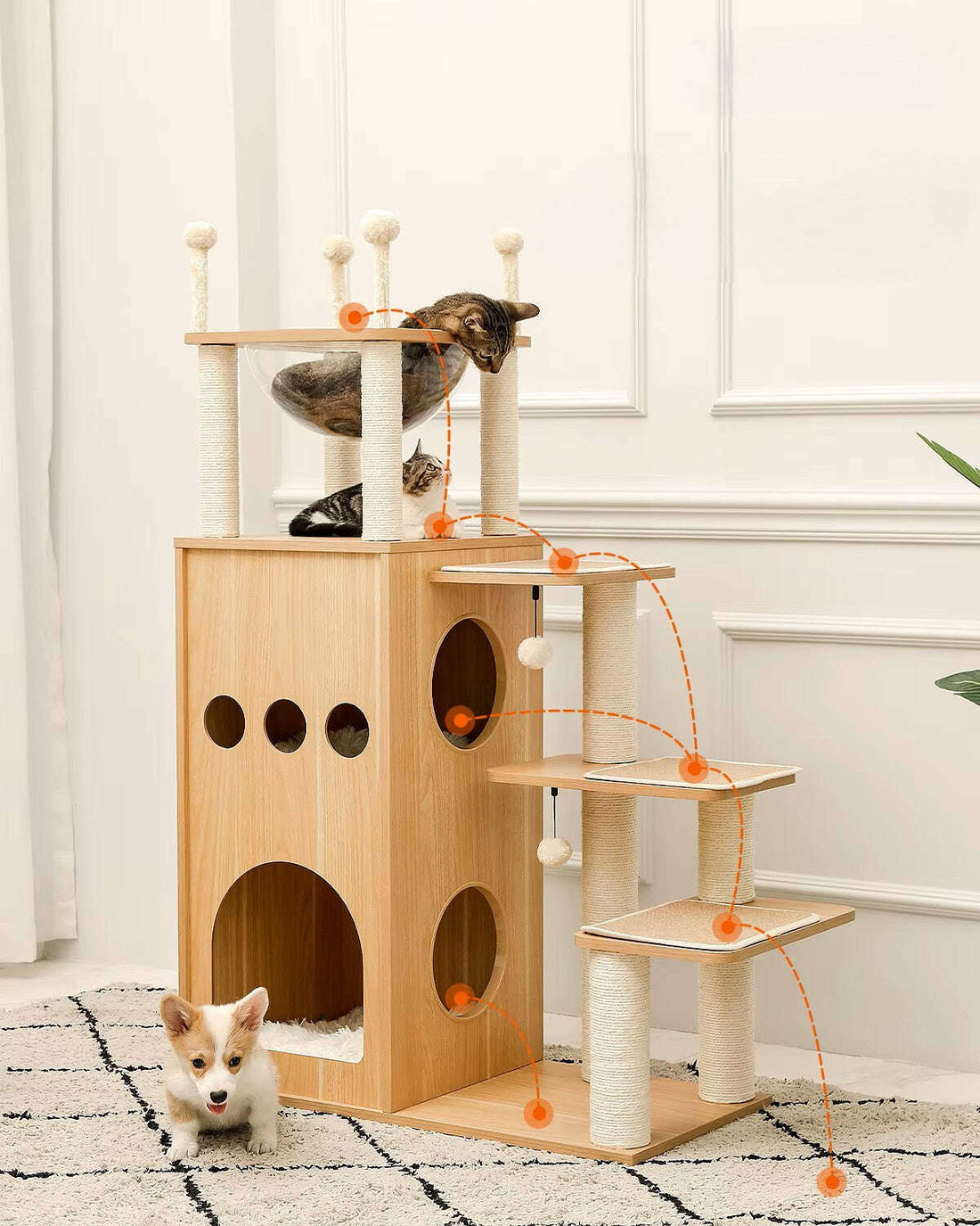 Chiot corgi devant la niche d'un arbre à chat en bois clair, deux chats en haut, parcours fléché en orange