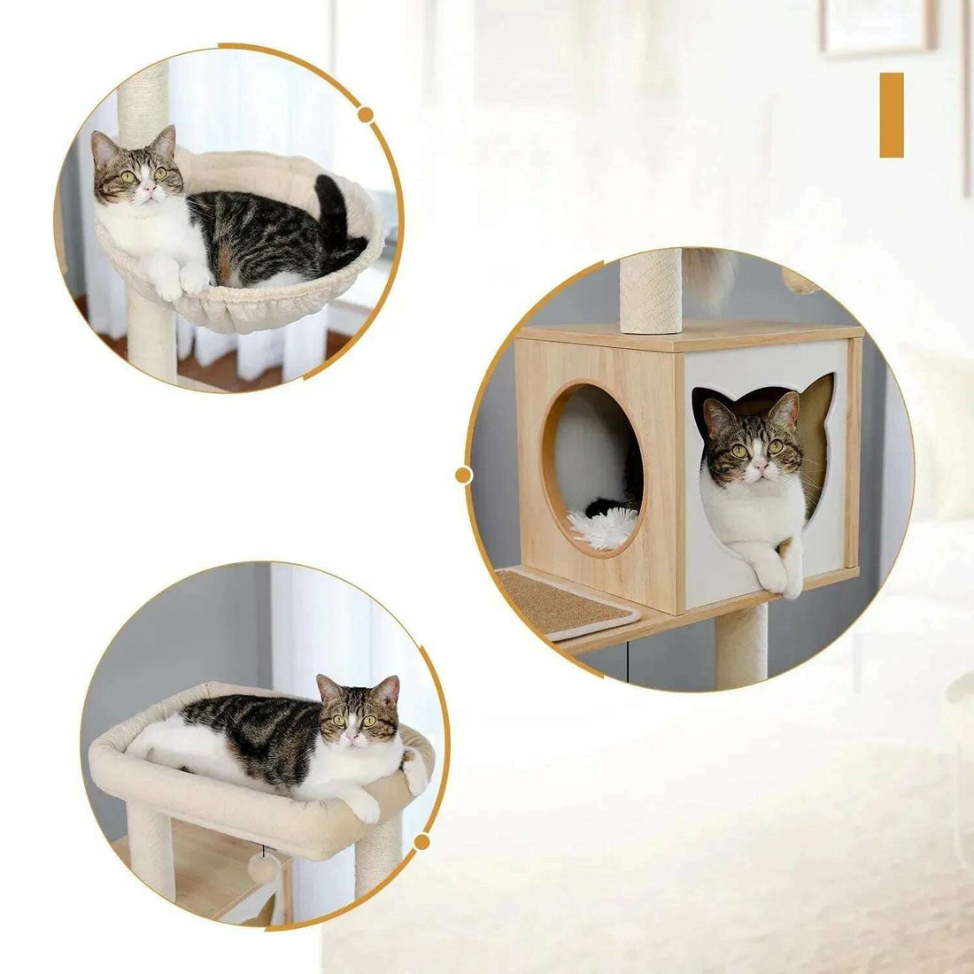 Chat tigré et blanc dans le hamac, le panier du haut et la niche cubique à fenêtre en oreilles de chat