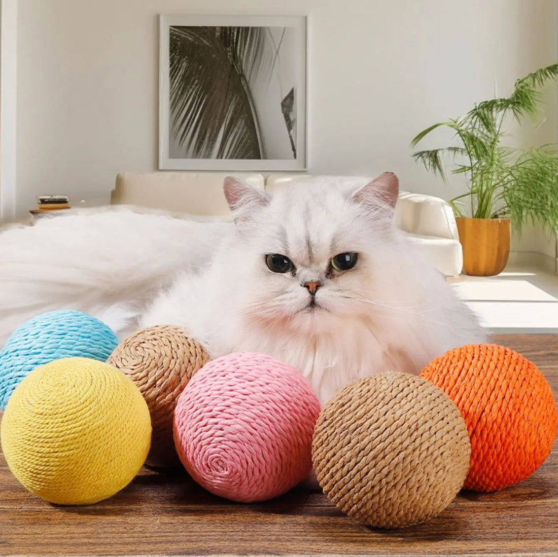 Cat surrounded by seven colors of sisal scratching balls
