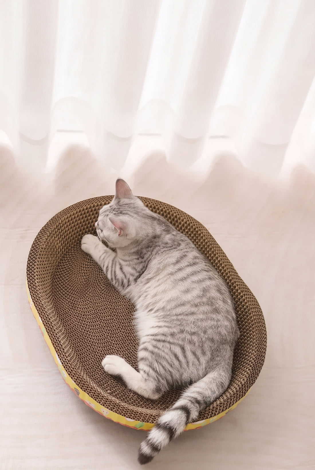Chat tigré gris allongé de tout son long dans un griffoir en carton ovale, vu de haut devant un rideau