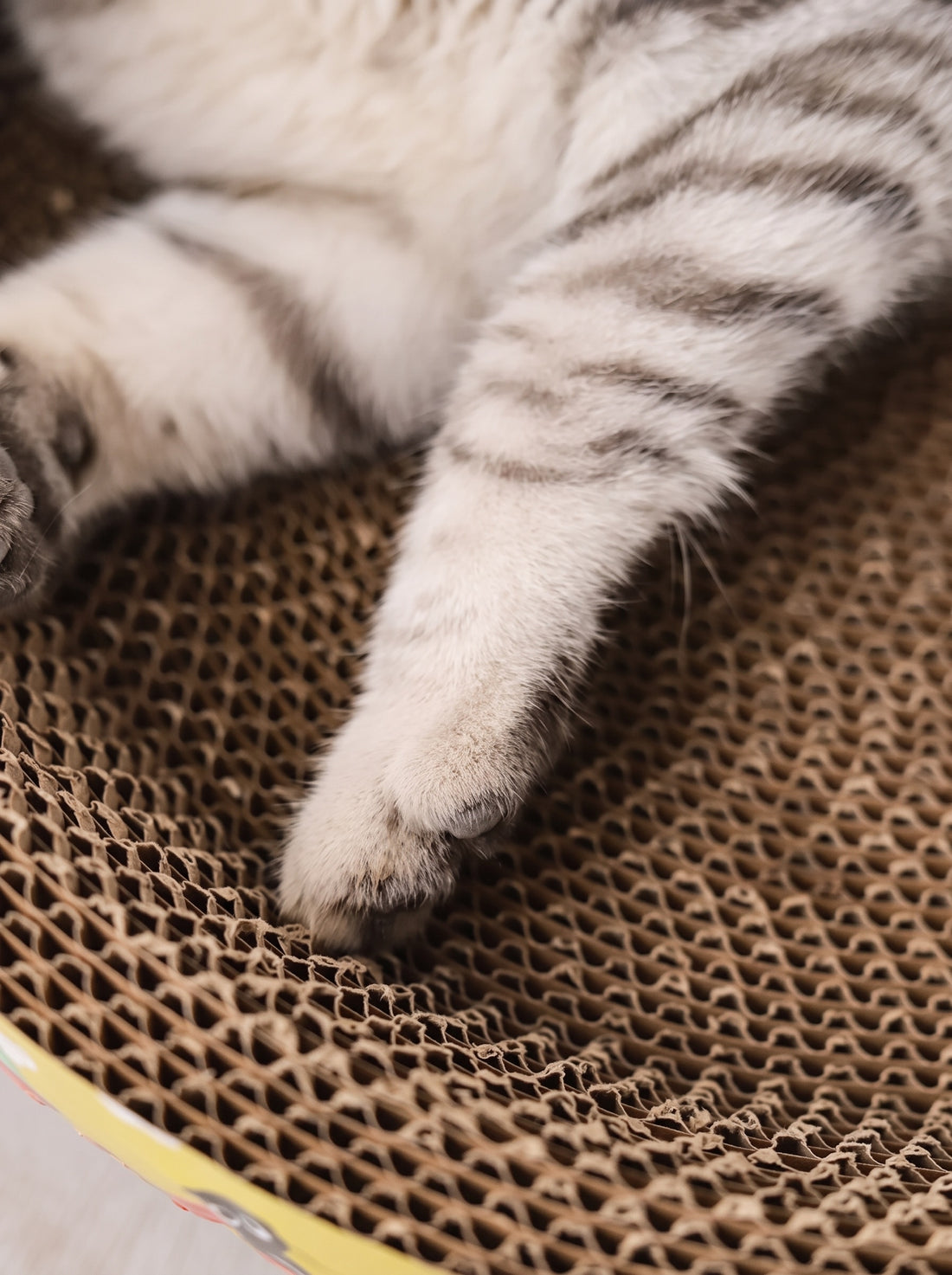 Gros plan sur la patte d'un chat posée sur le carton ondulé alvéolé du griffoir