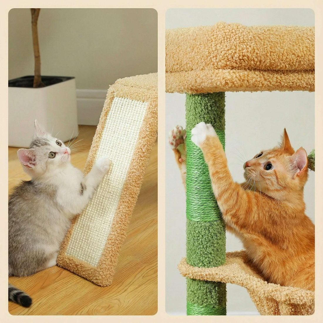 Chaton gris et blanc griffant la rampe en sisal, chat roux s'agrippant au poteau de sisal vert