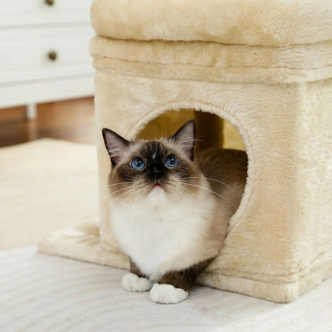 Chat ragdoll aux yeux bleus sortant de la niche en peluche beige d'un arbre à chat