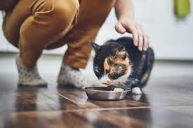 Persian, British, Exotic: Why These Cats Regurgitate (and 5 Real Solutions)
