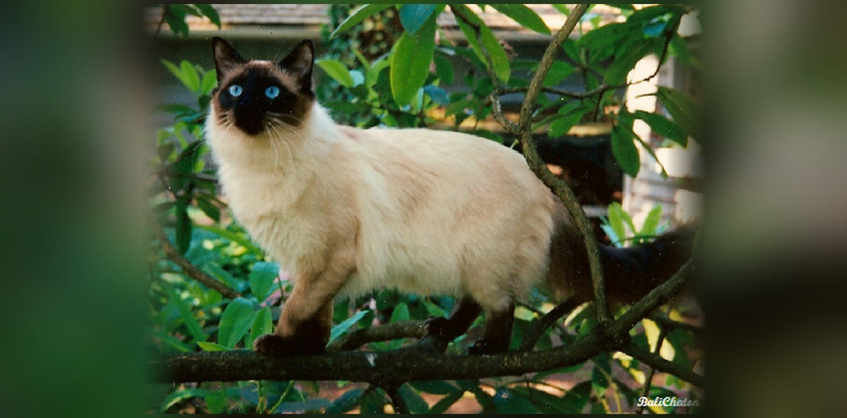 Balinese Cat: The Long-Haired Siamese (Temperament, Price)