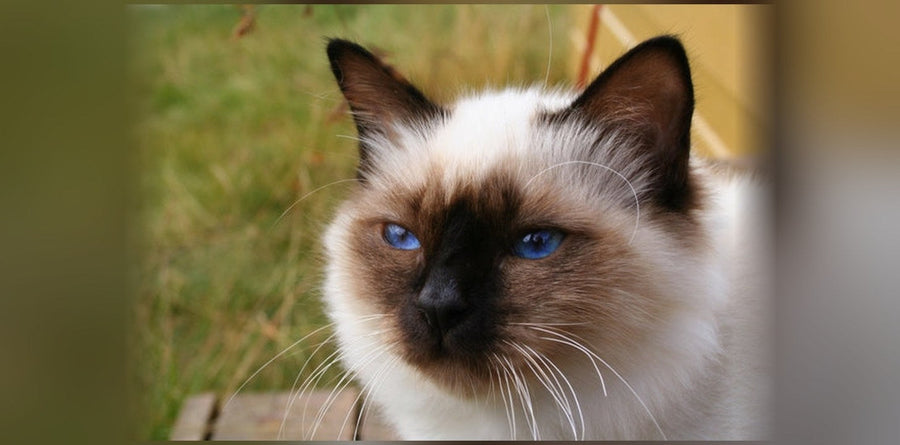 Birman Cat: Origin, Personality, and Price