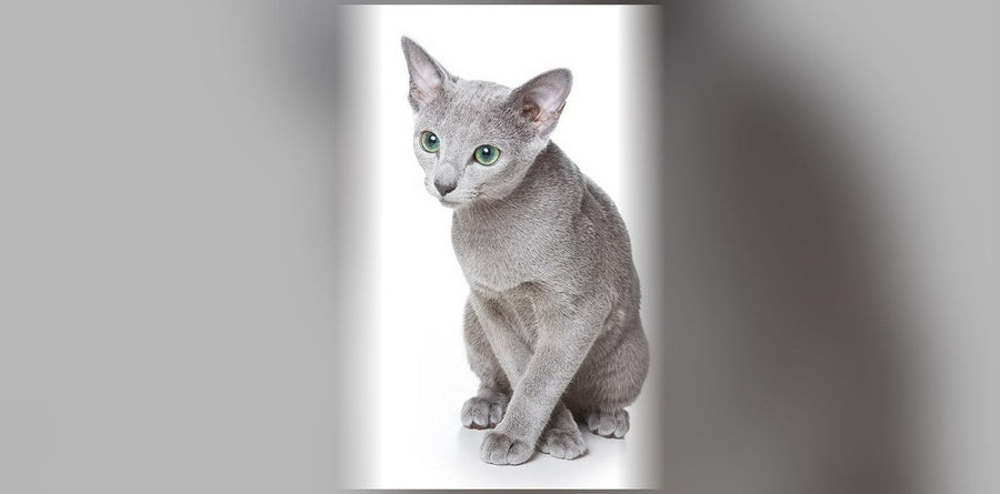 Russian Blue Cats: Origin, Personality, and Price