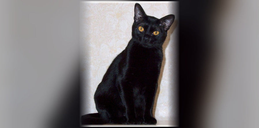 Bombay Cat: Origin, Temperament, and Price