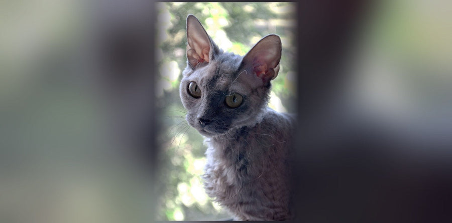 Devon Rex: Origin, Personality, and Price of This Cat Breed