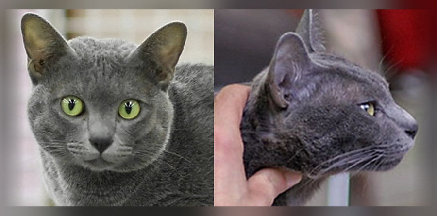 Korat: The Lucky Charm Cat from Thailand