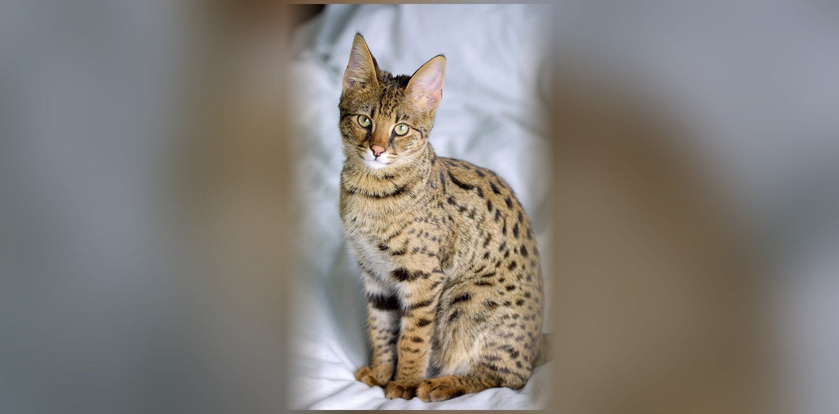 Chat Savannah : caractère, prix et générations F1-F7