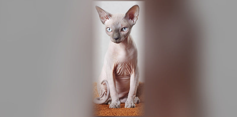 Chat Sphynx, le chat nu : caractère, soins et prix