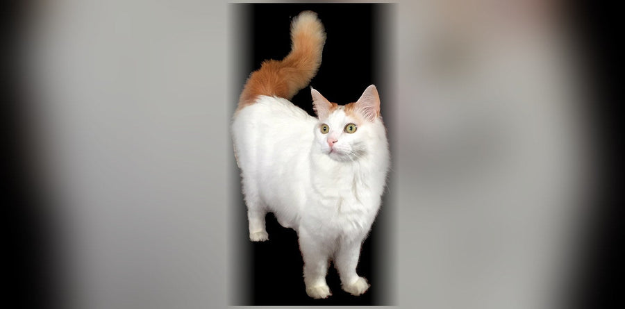 Turkish Van Cat: Origin, Personality, and Price