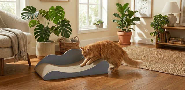 Griffoir chat carton