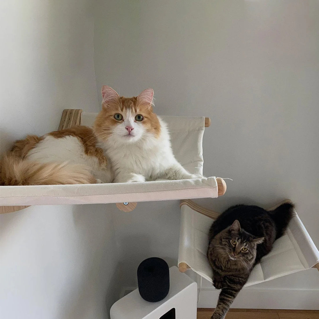 Chat blanc et roux à poil long sur une étagère murale en toile, chat tigré dans un hamac en dessous