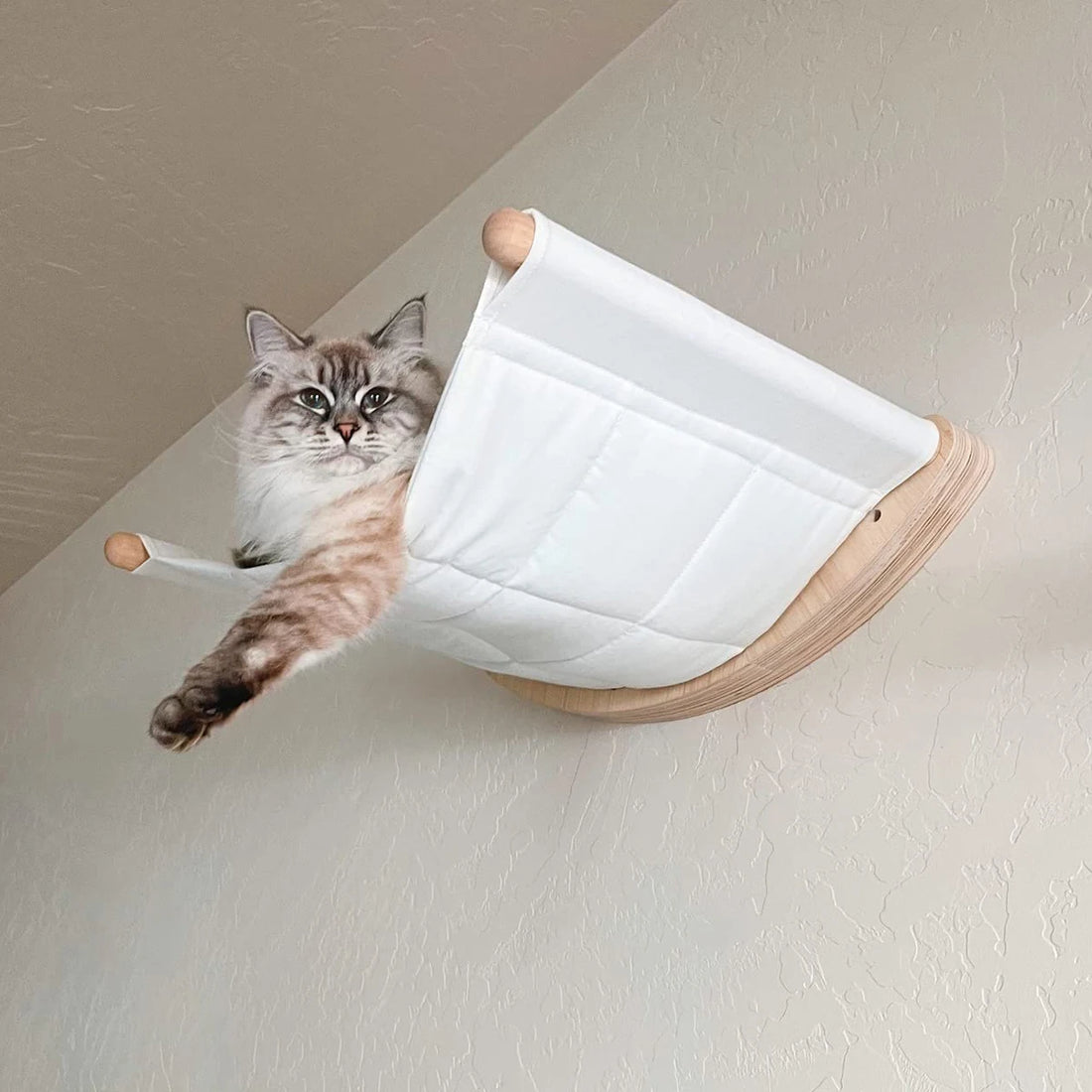 Chat gris et blanc à poil long dans un perchoir mural incurvé en bois clair et toile matelassée blanche