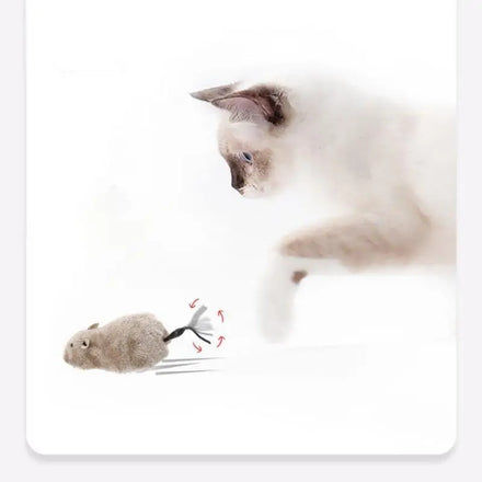 Chat siamois au regard bleu tendant la patte vers une souris en peluche à remonter