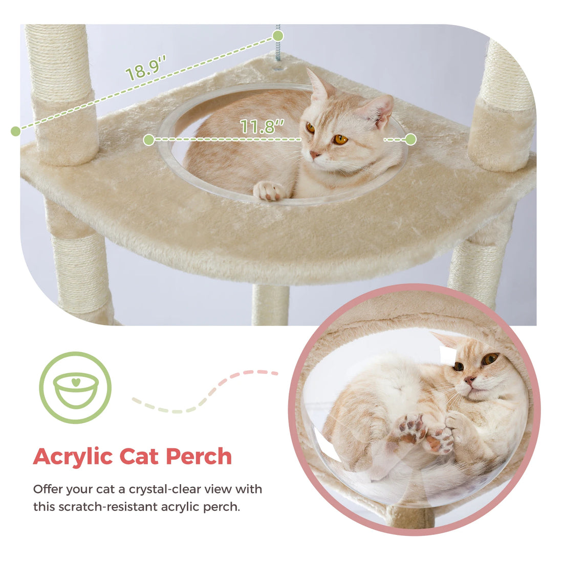 Plateforme beige avec bulle transparente de 11,8 pouces, chat crème aux yeux ambrés lové dedans et vu par-dessous