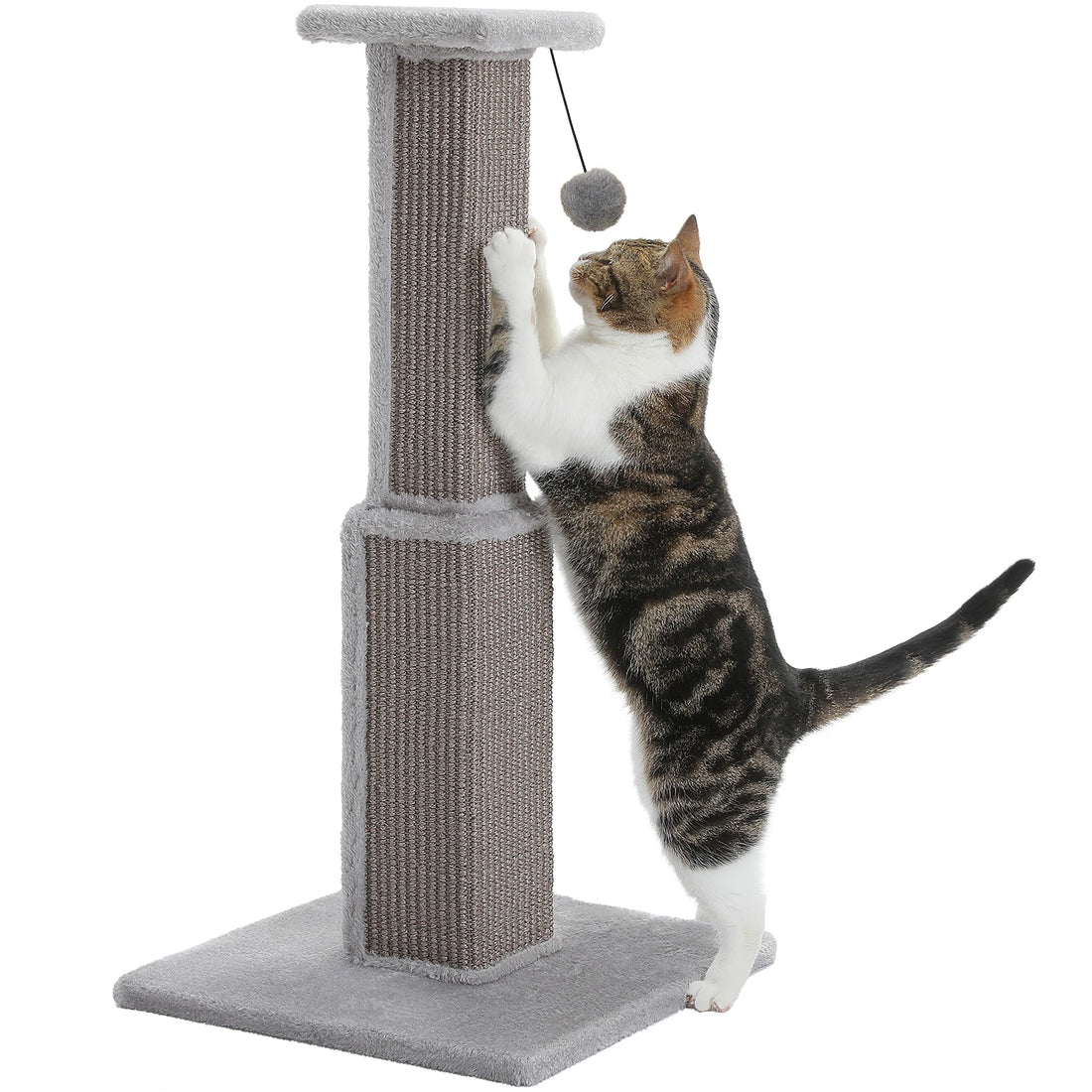 Chat tigré et blanc dressé contre un griffoir gris à deux niveaux, pompon gris qui pend au-dessus, fond blanc