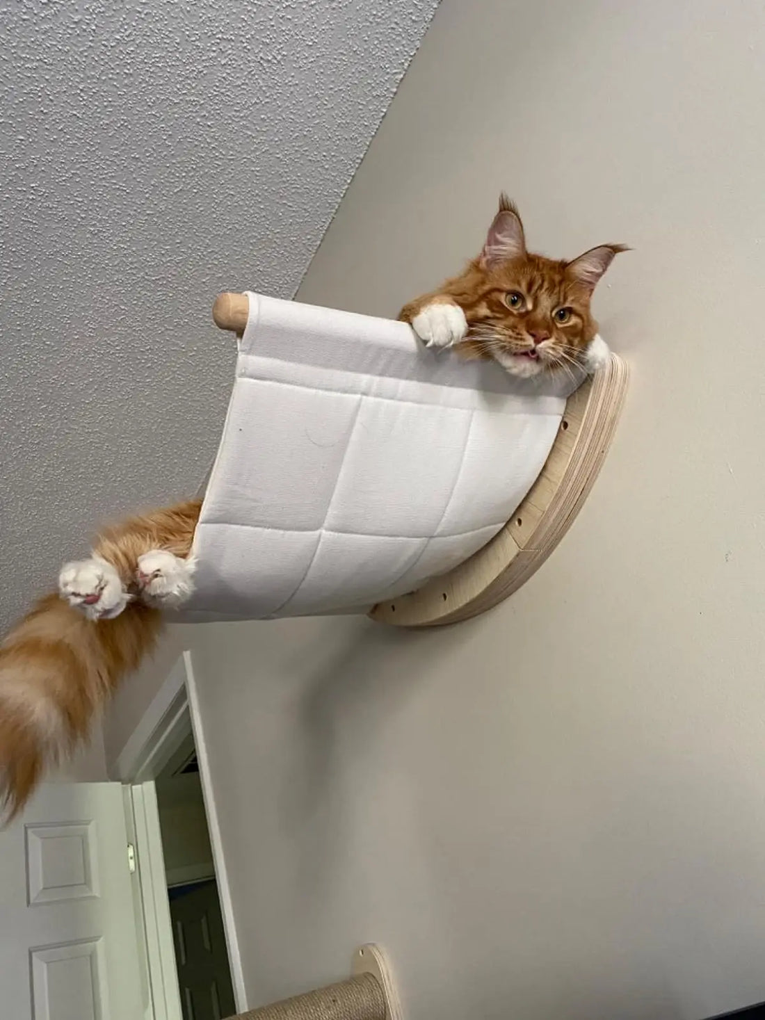 Chat roux à poil long, pattes et queue pendantes, dans un hamac mural matelassé blanc au support en bois clair