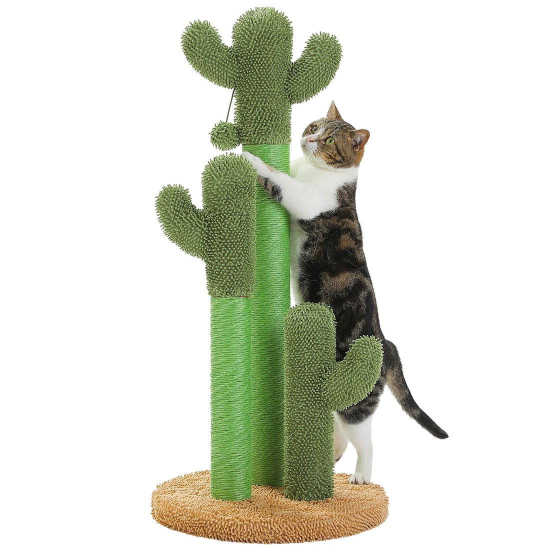 Chat dressé sur les pattes arrière, regard levé vers la balle du griffoir cactus vert à base ocre