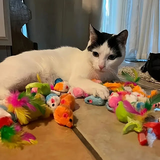 Pack de jouets pour chat, 14 à 56 pièces