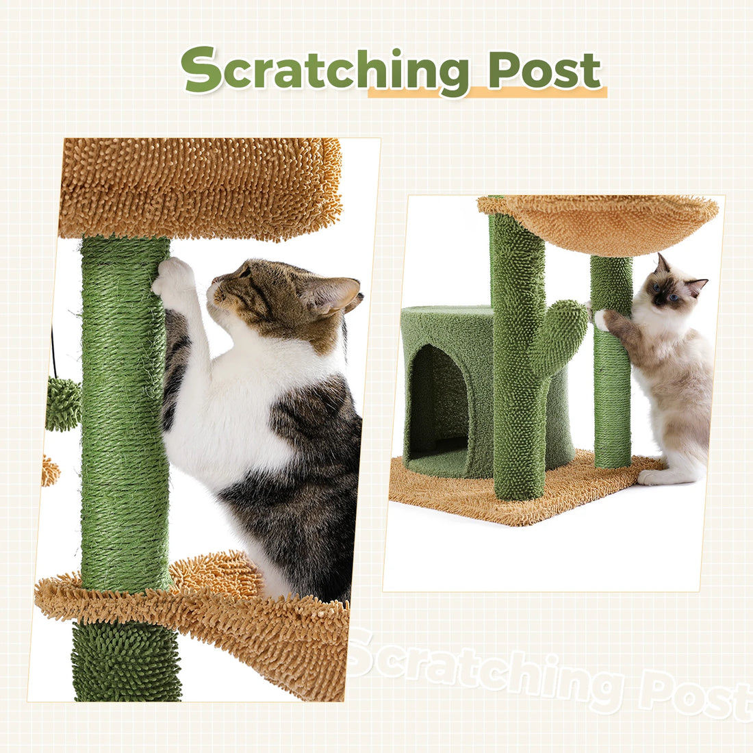 Chat tigré et chat ragdoll se dressant contre les poteaux à griffer en sisal d'un arbre à chat cactus