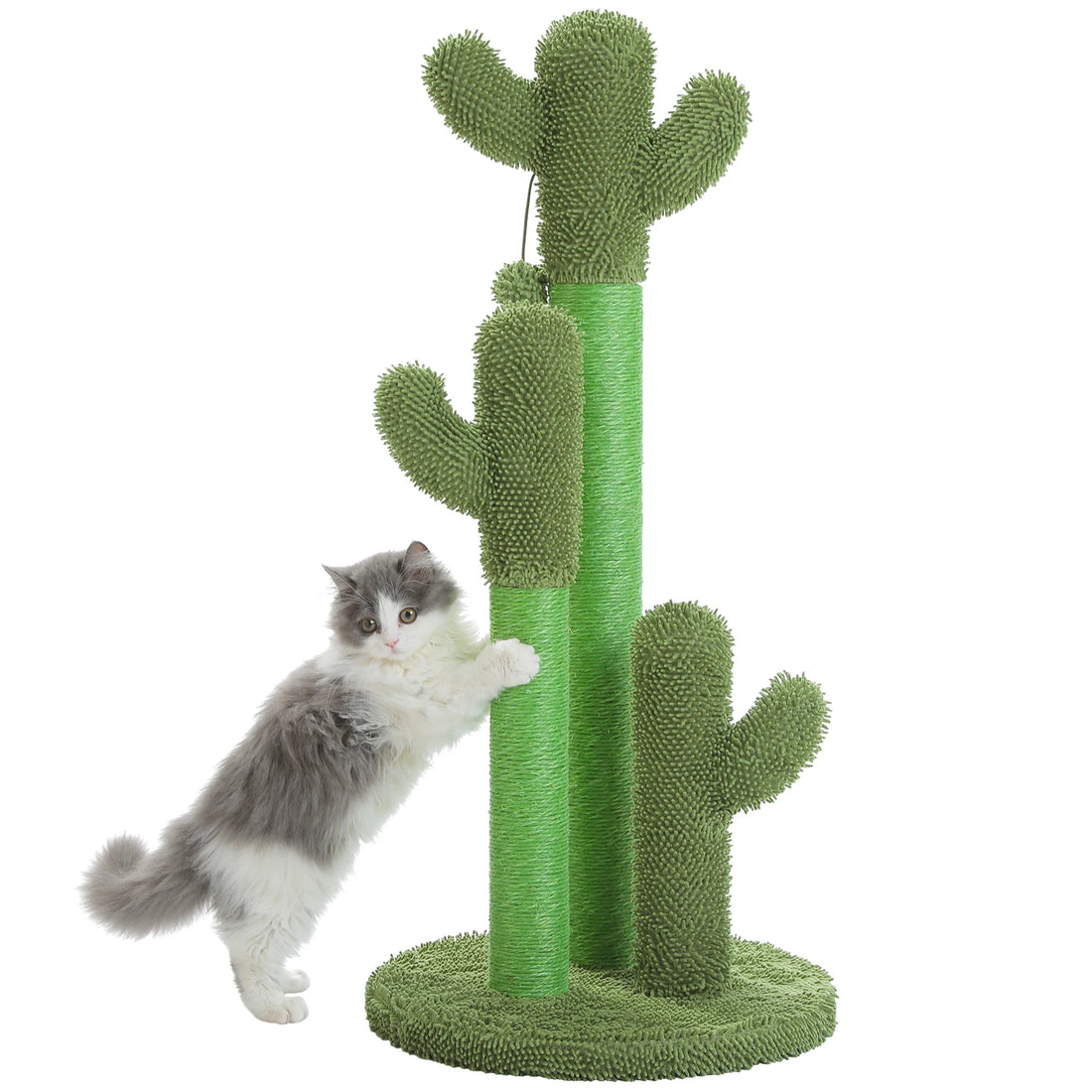 Chat angora gris et blanc qui s'étire contre un poteau du griffoir cactus vert à base ronde, fond blanc
