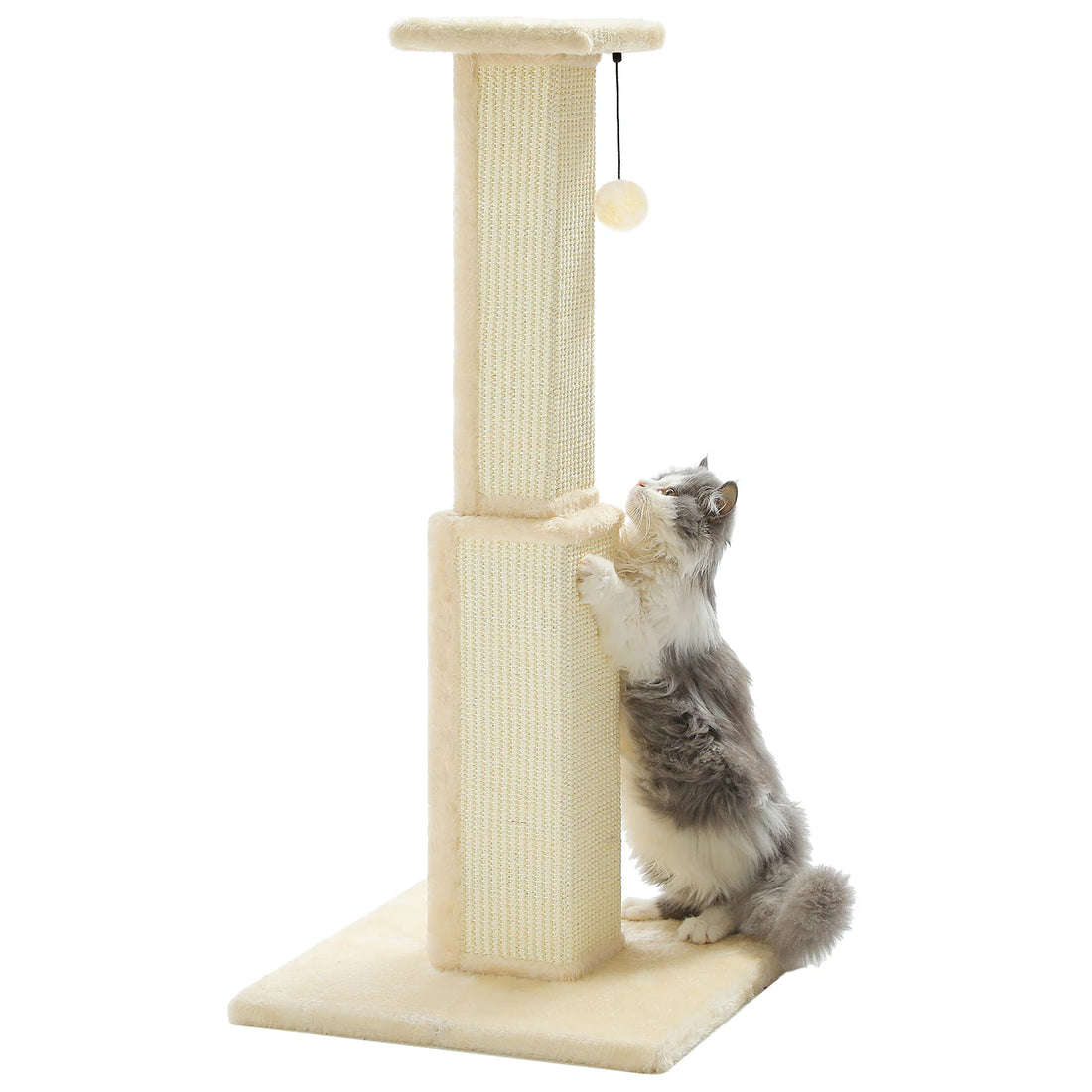 Chat à poils longs gris et blanc dressé contre un griffoir crème en sisal, sur fond blanc