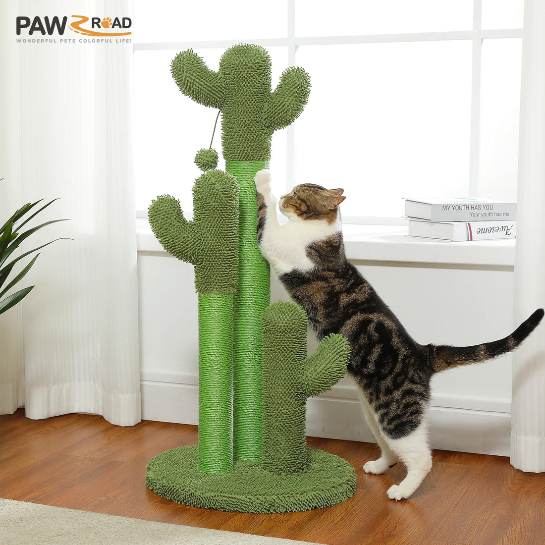 Chat tigré blanc dressé sur ses pattes arrière contre un griffoir cactus vert à base ronde, devant une fenêtre