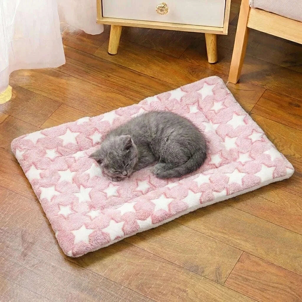 Chaton gris British Shorthair endormi en boule sur un coussin plat rose étoilé, posé sur du parquet