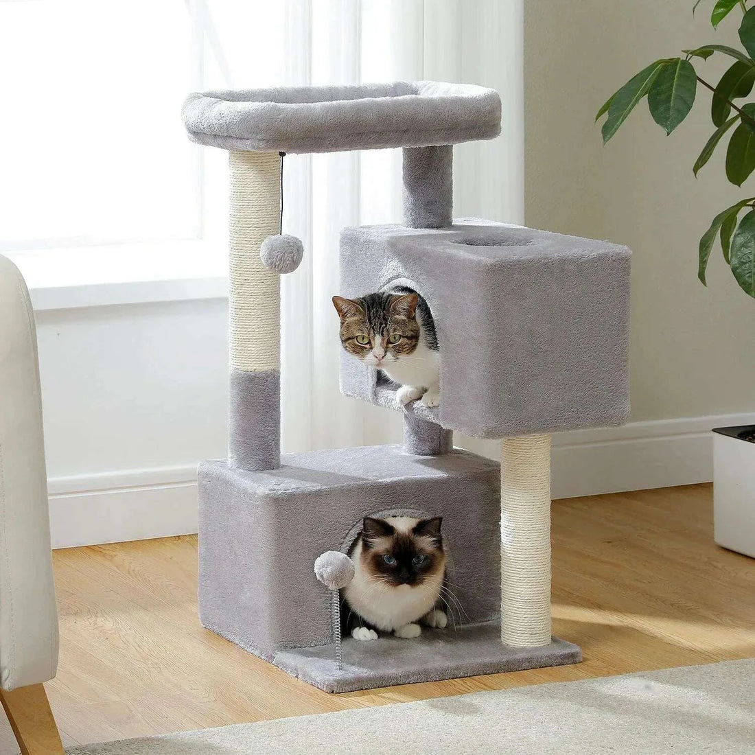Arbre à chat compact gris près d'une fenêtre, un chat tigré et un chat siamois dans les niches